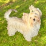 MAJA